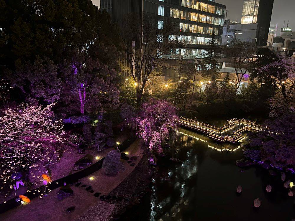 屋外庭園の桜ライトアップ